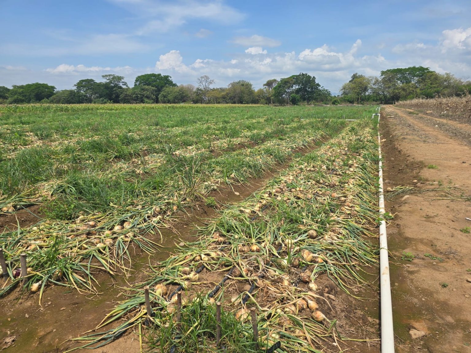 #NacionalCri Productores de Coclé y autoridades analizan diversos escenarios climáticos y su posible impacto en las actividades agropecuarias.