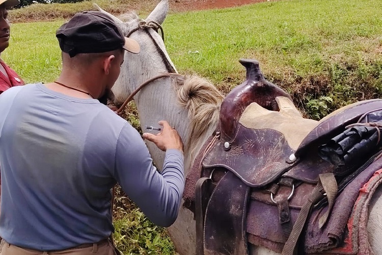 #NacionalCri La campaña también incluyó la vacunación contra la rabia paralítica a 22 caninos, 3 felinos y 2 equinos, protegiendo así la salud pública y animal.