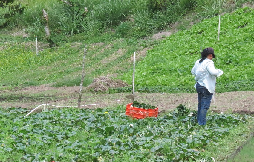 MIDA recomienda planificar siembras ante disminución de lluvias en Coclé