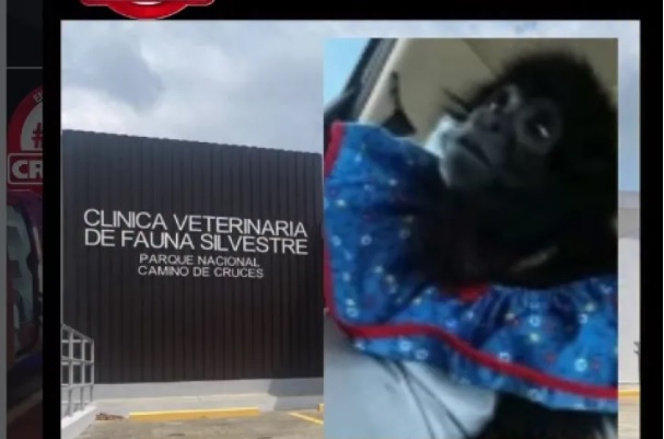 Tuberculosis mató a mona “Karol”; investigación destapa fallas en clínica 
El primate, de acuerdo con MiAMBIENTE, llegó en un estado de salud complicado debido a la tenencia ilegal