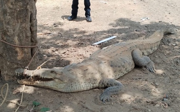 ¡No los molesten! Piden frenar ataques a cocodrilos y precaución en playas
Estos animales forman parte del ecosistema y que muchas veces salen en busca de alimento o por cambios en su entorno.