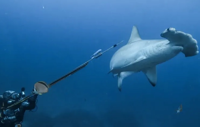 Panamá acuerda proteger tiburones y rayas en el Pacífico El ministro de Ambiente, Juan Carlos Navarro, destacó que este acuerdo busca fortalecer la protección transfronteriza de la especie y conservar los ecosistemas marinos del Pacífico Tropical Oriental.