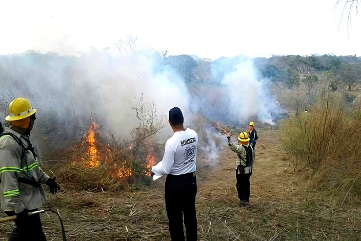 #SucesosCri Aunque las primeras lluvias han ayudado a disminuir ligeramente la incidencia de estos casos, las autoridades mantienen la preocupación debido al intenso calor que afecta al área de Azuero.