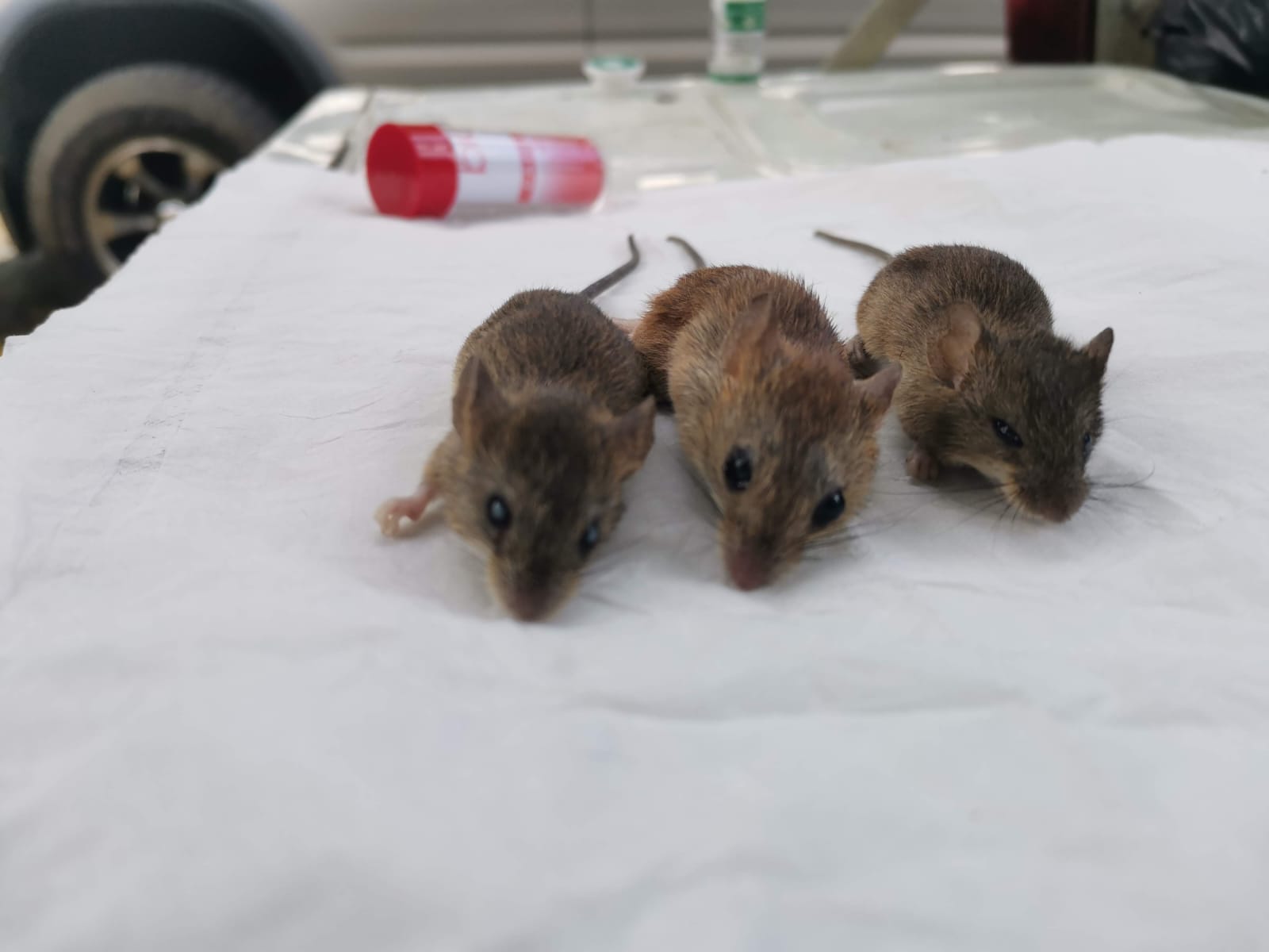 Muere hombre por hantavirus en Herrera