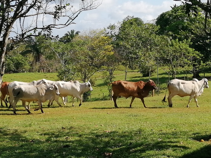 #NacionalCri Según datos del Instituto de Meteorología e Hidrología de Panamá (Imhpa), los periodos previos bajo los efectos de El Niño han provocado caídas de entre el 20% y el 40% en las precipitaciones a nivel nacional.