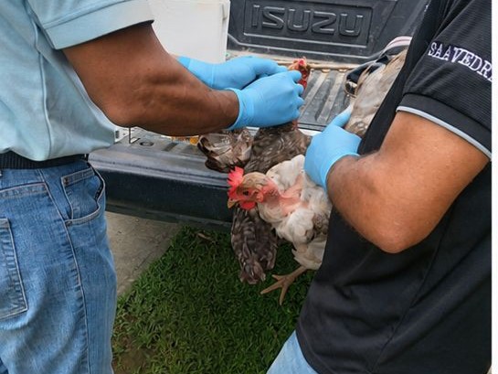 Realizan vigilancia sanitaria en aves de traspatio como prevención
Se realizaron hisopados de cloaca y tráquea en 12 grupos de aves, con cinco muestras por cada grupo