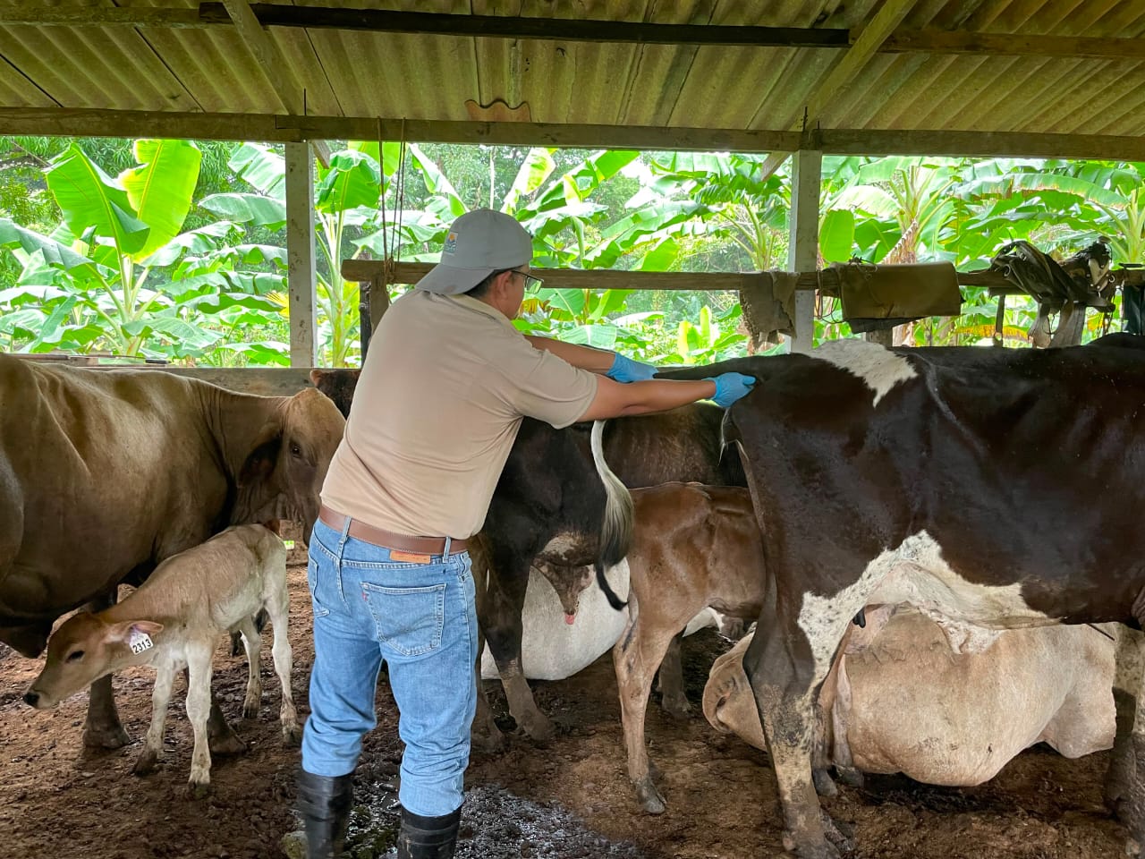 Buscan frenar tuberculosis y brucelosis en reses de Costa Abajo de Colón 
Durante la jornada, se atendieron 104 bovinos en producción de leche, a los cuales se les aplicó la prueba de tuberculina para la detección de tuberculosis bovina