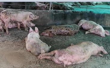 Más de 41 mil cerdos sin salida: productores piden ayuda urg