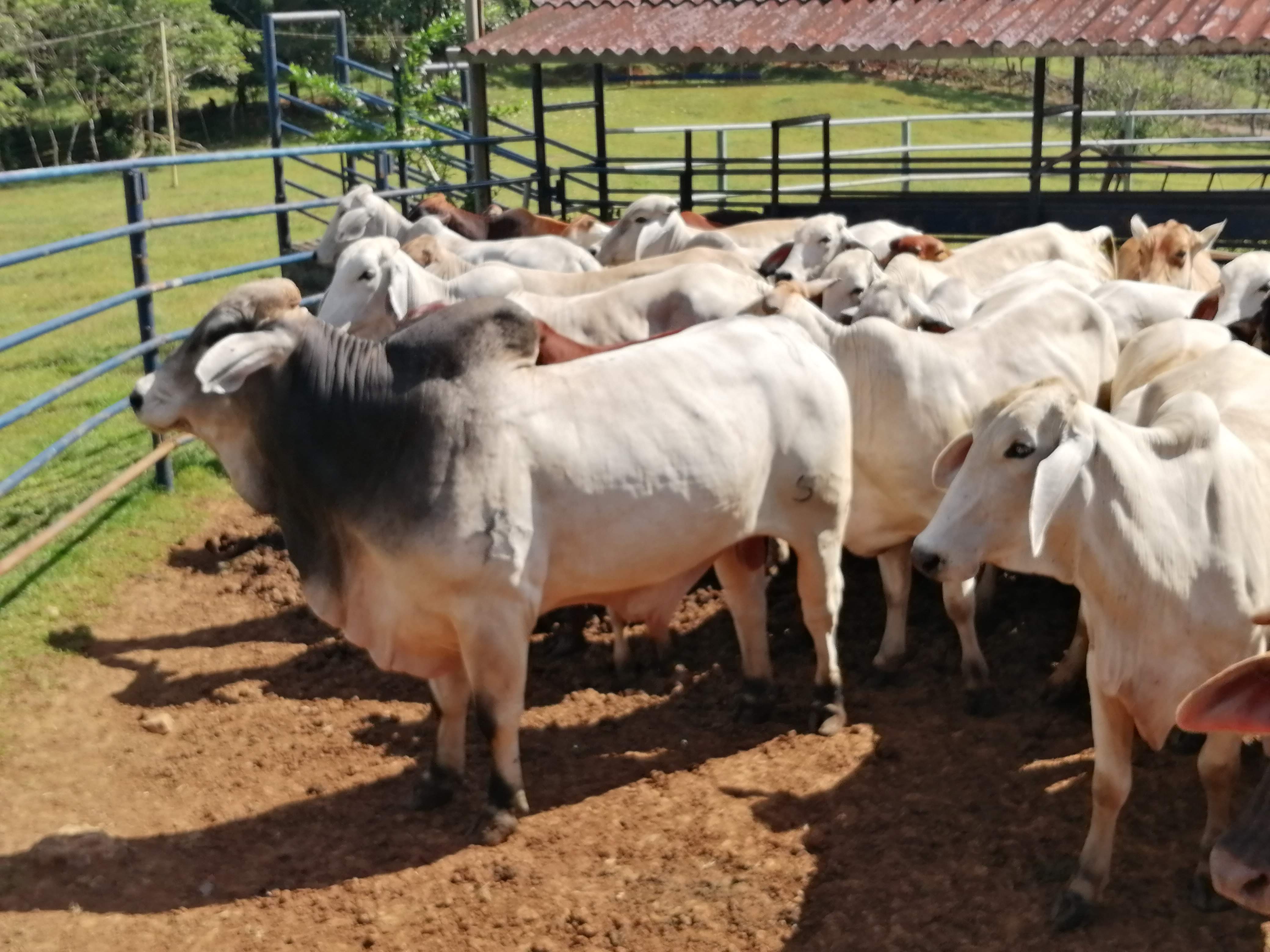 Capira baja costo de guía ganadera para frenar fug