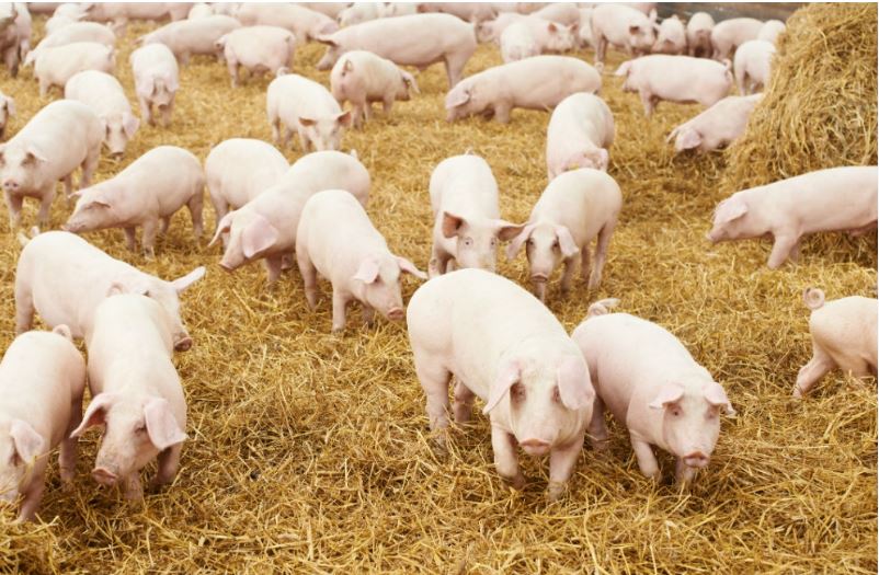 ¡36 mil cerdos esperando comprador! Productores ex