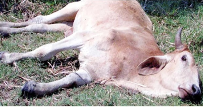 MIDA refuerza vigilancia contra la rabia bovina en Portobelo