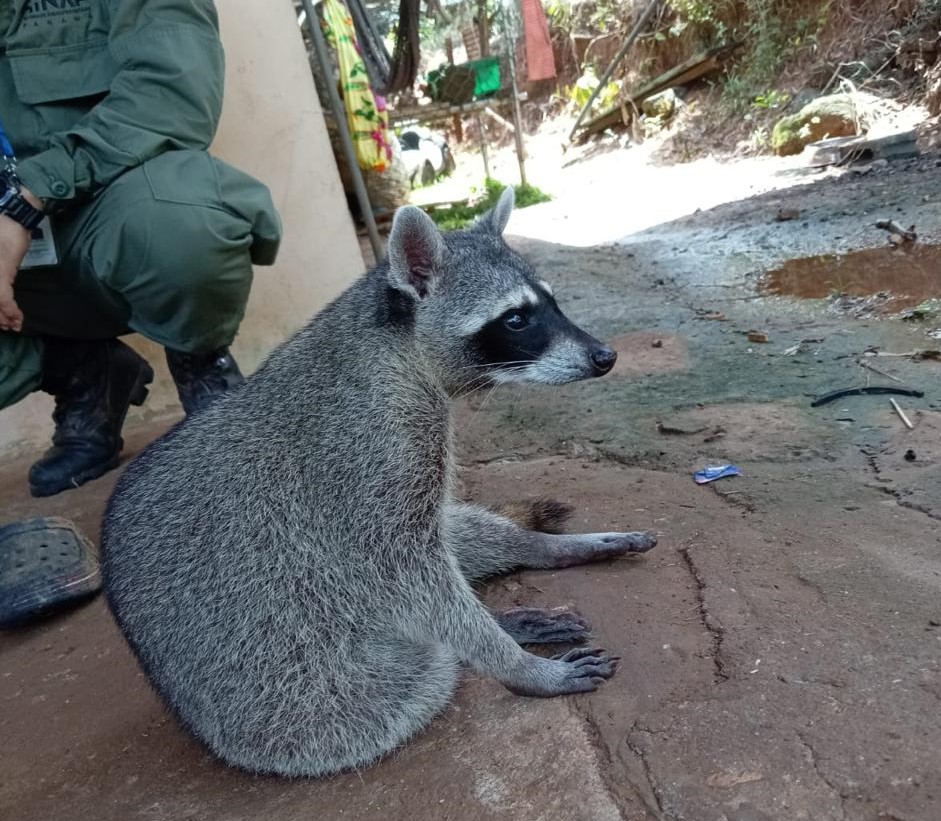 Los especialistas de MiAmbiente verificaron la situación y lograron que el animal fuera entregado de manera voluntaria e inmediata.