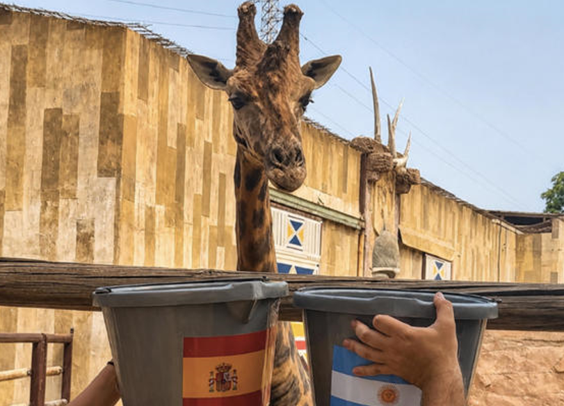  La jirafa Fali pronostica el triunfo de España sobre Argentina 