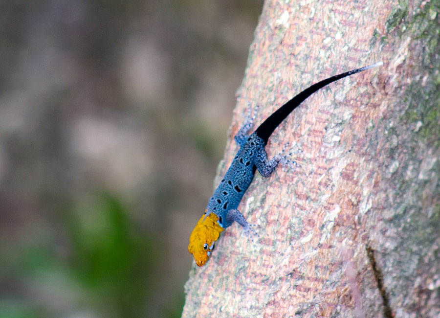 Los investigadores concluyen que los fragmentos de bosque de mayor tamaño y mejor conectados son esenciales para la supervivencia de especies. Foto: Cortesía
