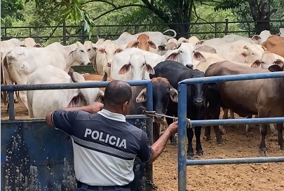 Se plantea conformar una mesa de trabajo interinstitucional para abordar este tema y buscar soluciones a los problemas.