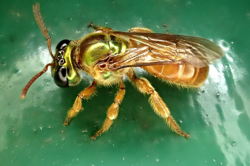 Megalopta genalis, una abeja del sudor objeto de este estudio que puede ser tanto social como solitaria. Foto: Carmelo López