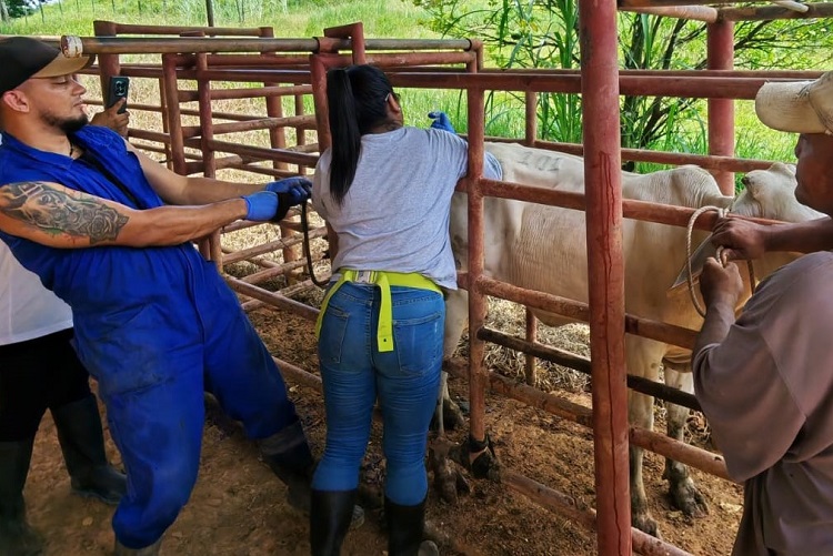 La brucelosis bovina es una enfermedad infecciosa y contagiosa causada principalmente por la bacteria Brucella abortus. Foto. Cortesía