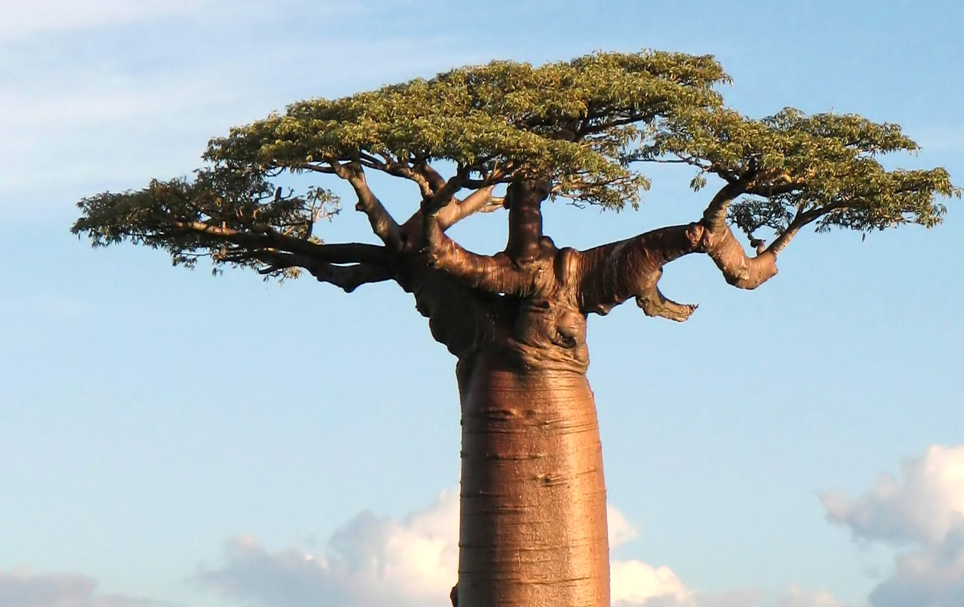 Adansonia grandidieri es un baobab nativo de Madagascar, África, donde crece en bosques tropicales secos. Foto: Bernard Gagnon/iNaturalist