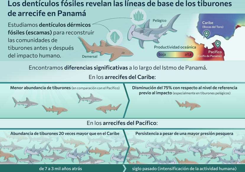 El estudio demuestra así que los fósiles microscópicos pueden ofrecer una ventana al pasado y ayudar a establecer referencias más precisas para proteger a los tiburones. Foto: Cortesía