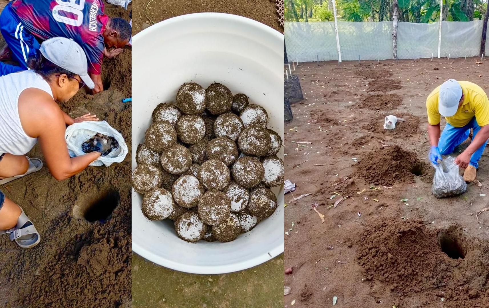 La esperanza ahora está puesta en esos 178 huevos. Cada tortuguita que logre llegar al mar será una pequeña victoria para una especie que lucha contra la extinción.