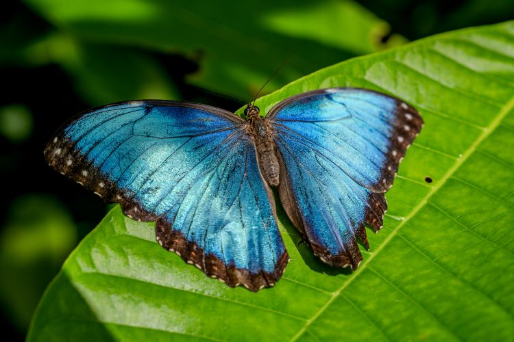 El color azul iridiscente que vemos en las mariposas Morpho es producto de cómo la luz se refleja en las diminutas estructuras que forman las escamas de sus alas. Crédito: Connor Evans-Blake