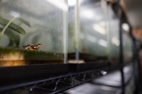 Un sapo arlequín variable (Atelopus varius) criado en cautiverio en el Proyecto de Rescate y Conservación de Anfibios de Panamá. Foto: Brian Gratwicke
