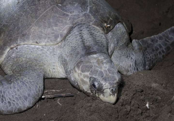 Aldeanos panameños buscan conservar tortuga en peligro
