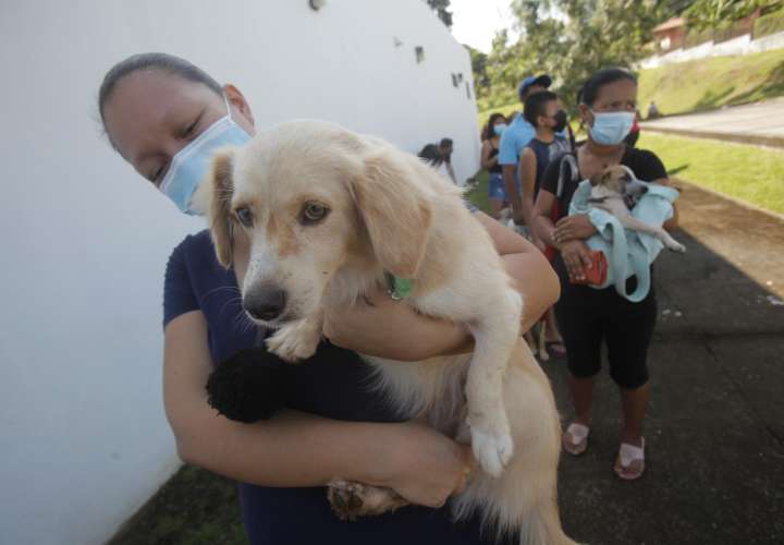 Cientos de mascotas son vacunadas en Panamá: "Son parte de la familia"