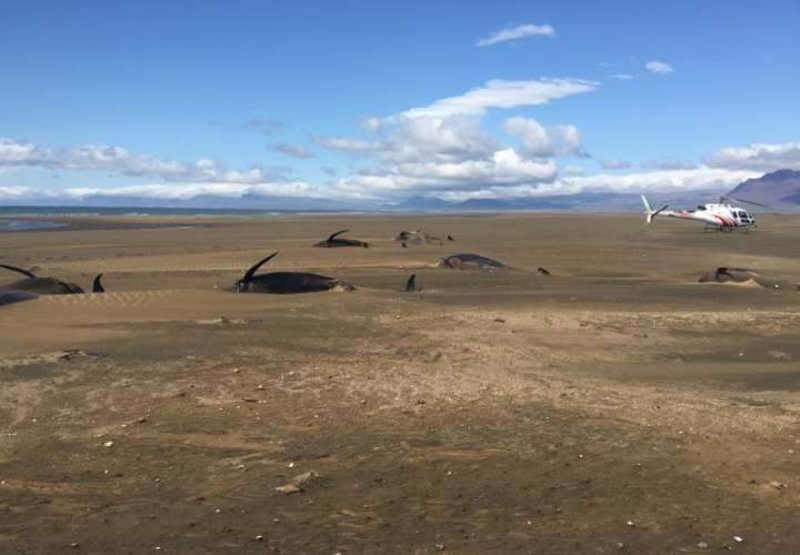 Hallan a 50 ballenas piloto varadas en playa de Islandia