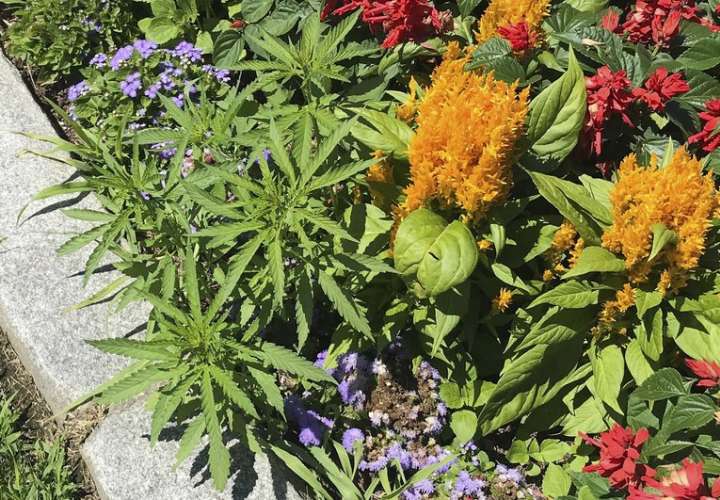 Encuentran cannabis en jardineras de capitolio de Vermont