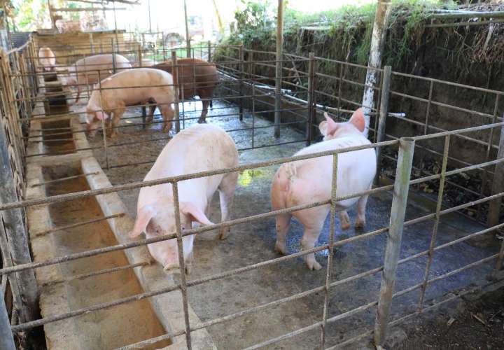 Comprarán un millón 100 mil libras de carne de cerdo para Panamá Solidario