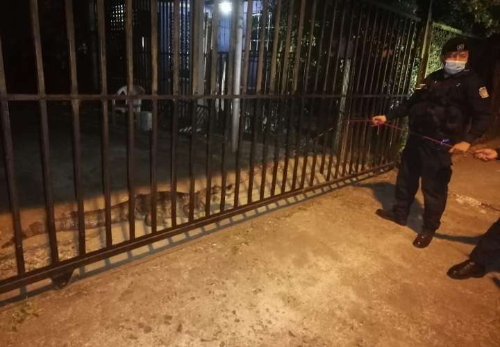 La mujer llamó de inmediato a la Policía Nacional para que vinieran a sacar al animal silvestre de su residencia.