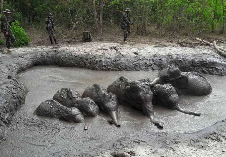 agentes del Parque Nacional que se preparan para sacar a seis crías de elefante atrapadas en un charco de lodo en el recinto, en la provincia de Nakhon Ratchasima, en el noreste de Tailandia. AP