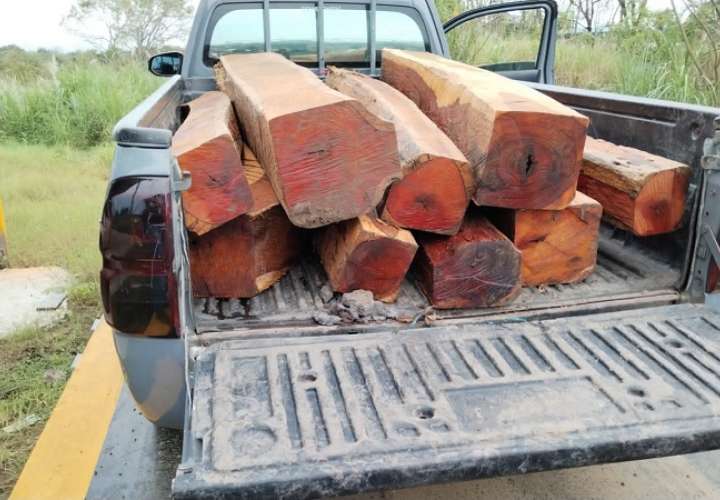 La madera fue talada ilegalmente del Parque Nacional Soberanía.