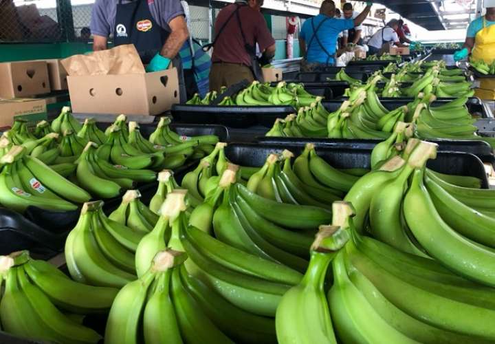 Existen aproximadamente unas 8000 hectáreas de banano sembradas en el país.