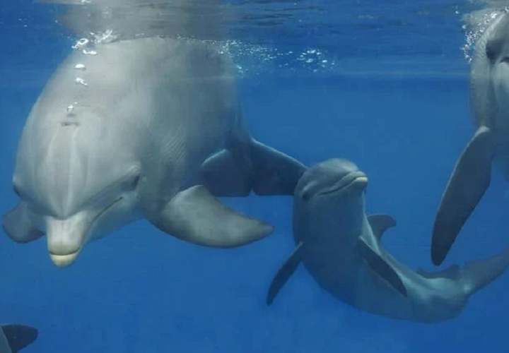 Más de 20 delfines aparecen muertos en una playa de Turquía