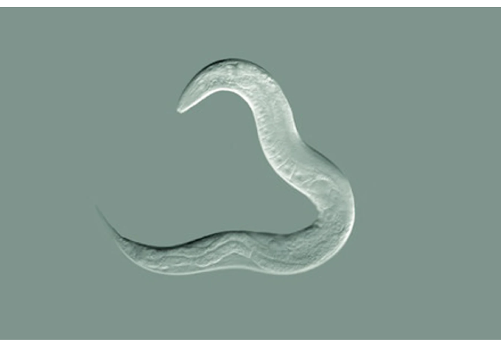 Reviven un gusano de hace 46 mil años y empieza a tener bucos hijos