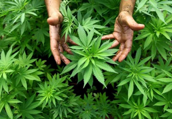 Panamá acogerá primera cumbre global sobre uso del cannabis medicinal