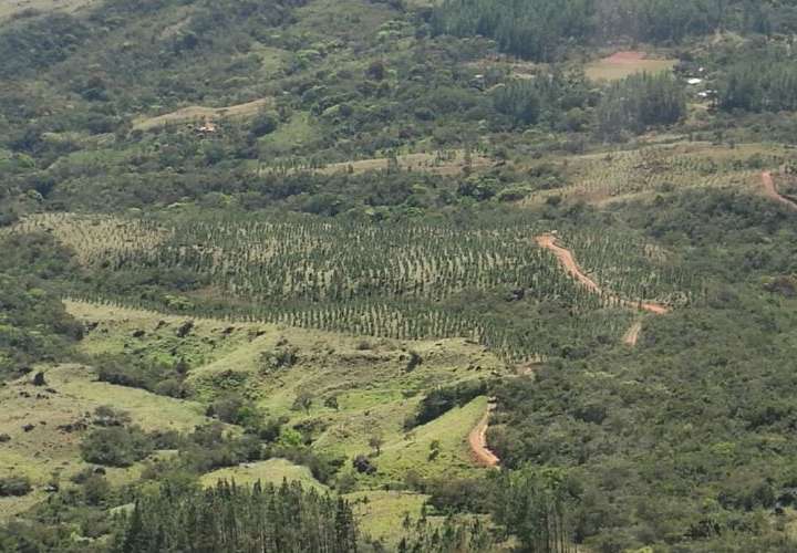 Programa Procuencas ha reforestado 3,000 hectáreas en el país