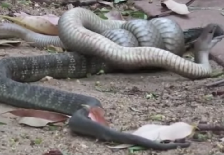 Serpiente venenosa devora a otra (Video)