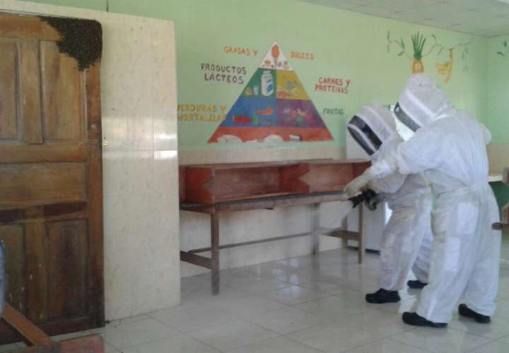 Desalojan escuela por enjambre de abejas africanizadas