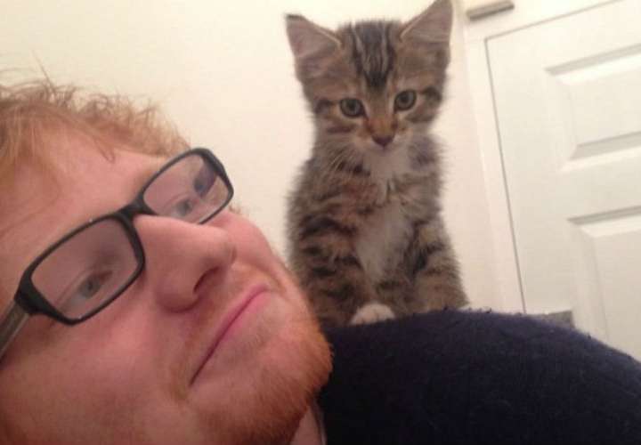 Ed Sheeran crea cuenta de Instagram a sus gatos