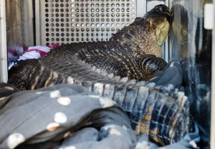 El caimán, llamado bagre, fue encontrado en un jacuzzi por un propietario que desalojaba a un inquilino en Kansas City, Mo. AP