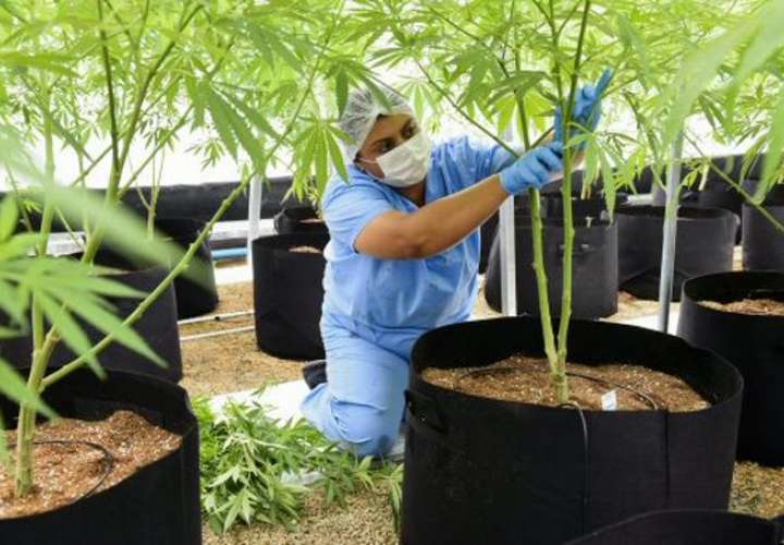Expertos: marihuana medicinal se establecerá mundialmente y Panamá será clave