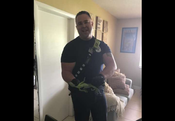 Hombre llama al 911 tras encontrar iguana verde brillante en su baño en Florida