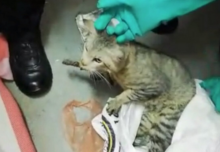 ¡Qué locura! Capturan a un gato que intentaba meter celulares a una cárcel