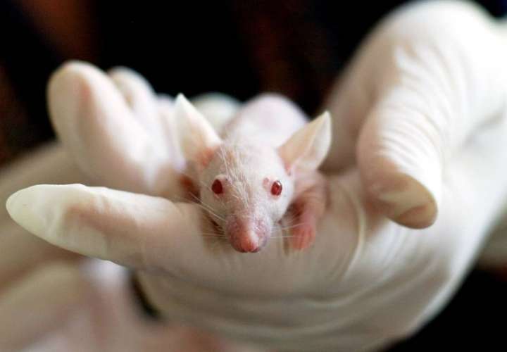Logran ratones más longevos y sanos, con menos cáncer, obesidad y colesterol