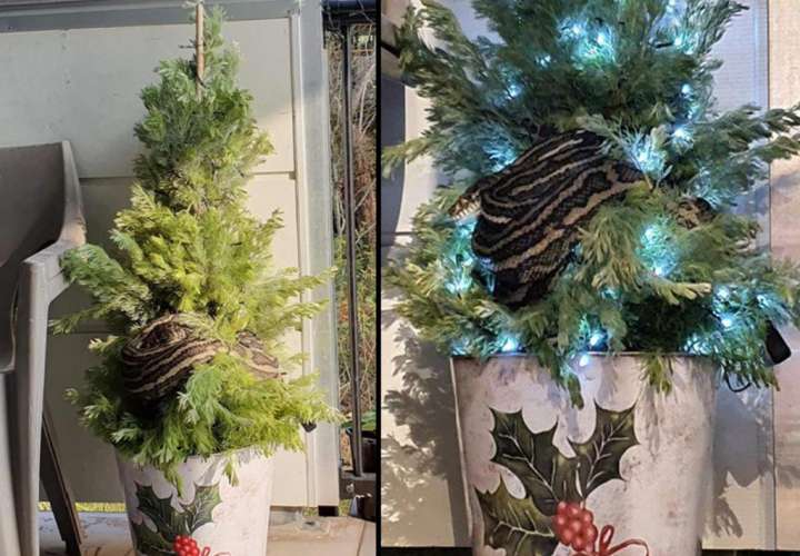 Una pareja llega a su casa y descubre una pitón en su árbol de Navidad