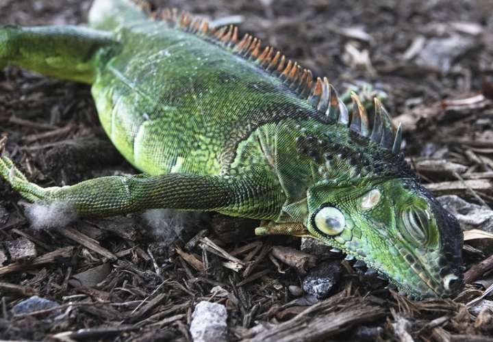 ¡Qué locura! Lluvia de iguanas sorprende a residentes de Florida