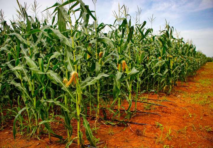 Productores de maíz de Los Santos reciben apoyo de IMA